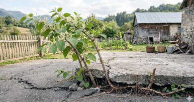 იაპონური მაყვალი, რატომ არის საშიში
