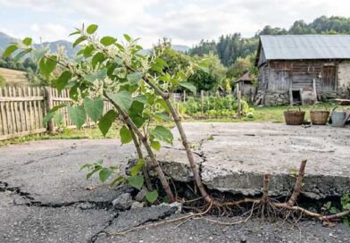 იაპონური მაყვალი, რატომ არის საშიში