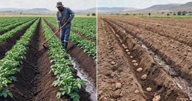 კარტოფილის დარგვა