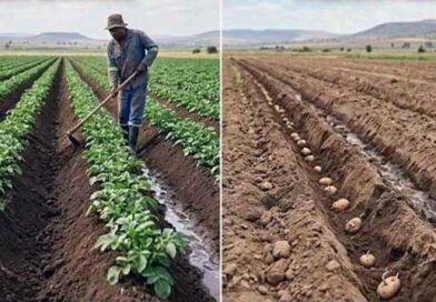 კარტოფილის დარგვა