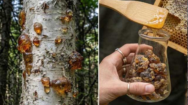 ხის ფისი და მისი სამკურნალო თვისებები