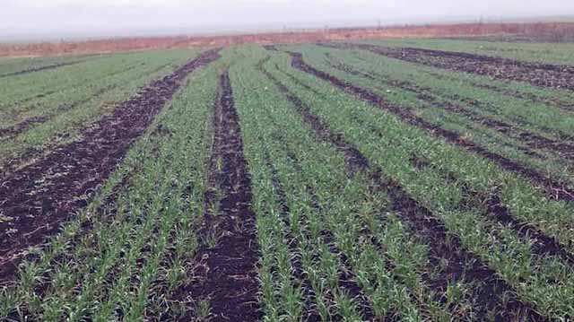 ხორბლის ყანა, შირაქი, გაზაფხული