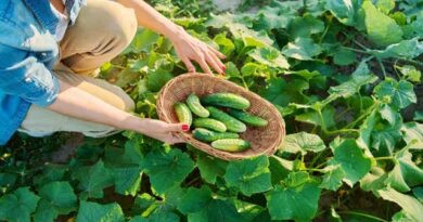 კიტრის წარმოების სახელმძღვანელო