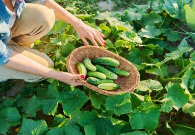 კიტრის წარმოების სახელმძღვანელო