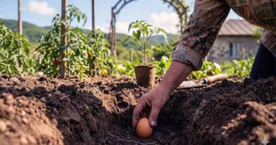 კვერცხი პომიდვრის ჩითილის გამოსაკვებად