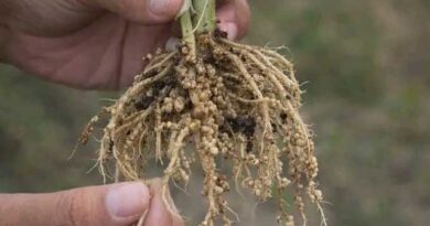 ნემატოდები სასოფლო სამეურნეო კულტურებში