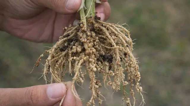 ნემატოდები სასოფლო სამეურნეო კულტურებში