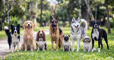 ოთხფეხა მეგობრები.....