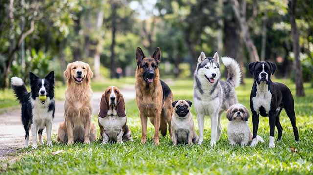 ოთხფეხა მეგობრები.....