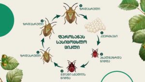 ფაროსანა