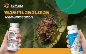 ფაროსანა