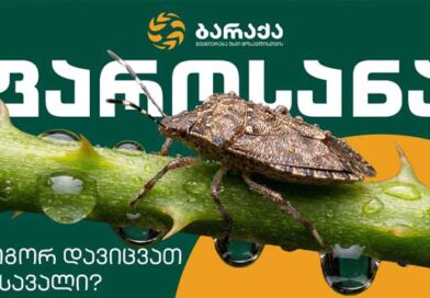 ფაროსანა