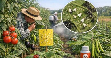 ფრთათეთრები ლკადფლასდჯფ