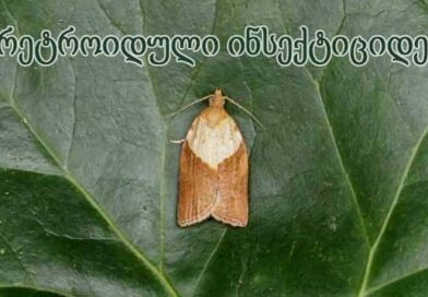 პირეიტროიდული ინსექტიციდები