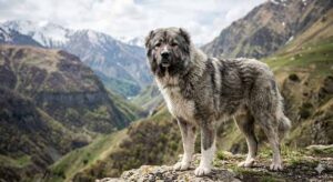 ქართული ნაგაზი