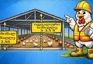 ქათმების ფერმის სწოად დაპროექება