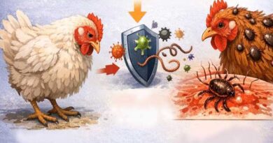 ქათმის ტკიპა