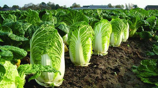 ყვავილოვანი კომბოსტო