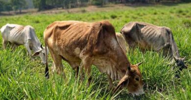 რატომ არის ძროხა გამხდარი