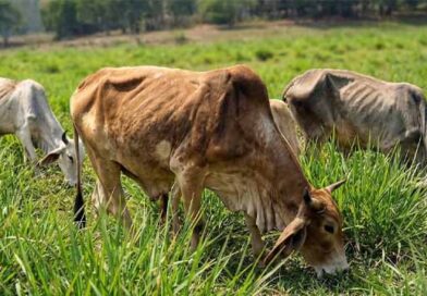 რატომ არის ძროხა გამხდარი