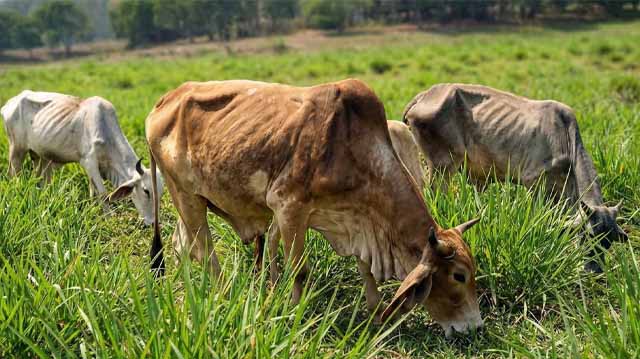 რატომ არის ძროხა გამხდარი