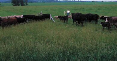 როტაციული ძოვება