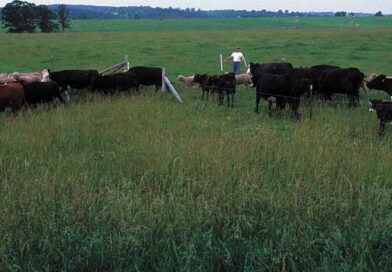 როტაციული ძოვება