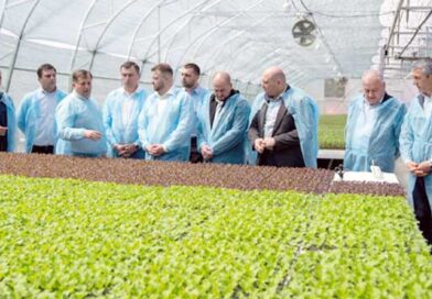 საჩითილე აჭარა