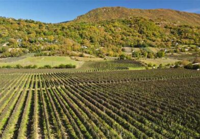 სამრეწველო ვენახეი