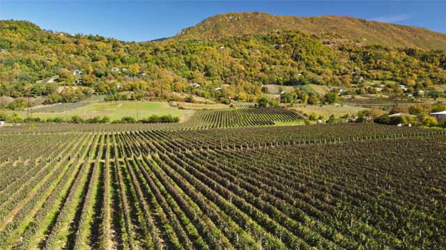 სამრეწველო ვენახეი