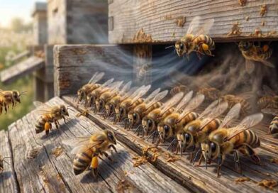 სკის განიავება ფუტკრების მიერ