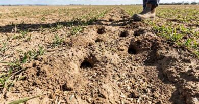 თაგვების შემოსევა