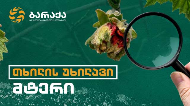 თხილის უხილავი მტერი 640 x