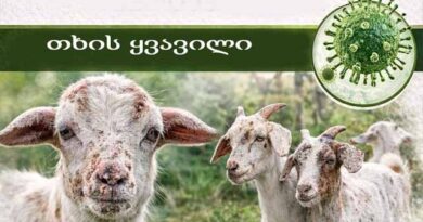 თხის ყვვილი