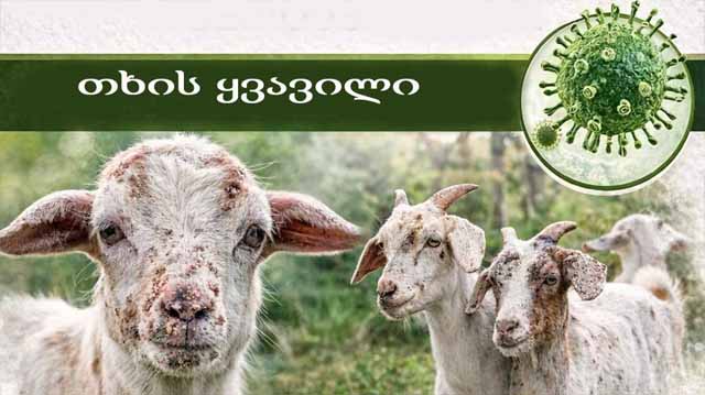 თხის ყვვილი