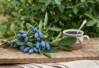 ცხრატყავა მომგებიანი კულტრუა