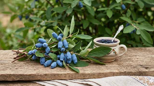 ცხრატყავა მომგებიანი კულტრუა