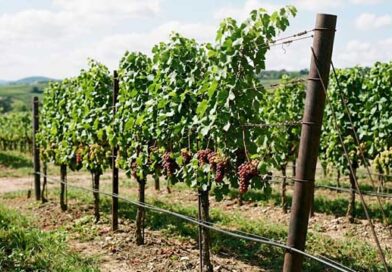 ვაზი მარტივ შპალერზე