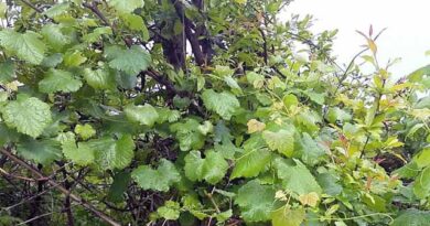 ველური ვაზის შესწავლა