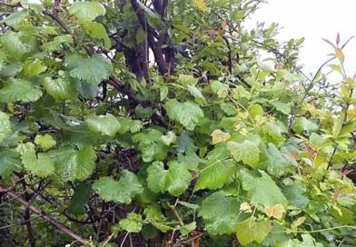 ველური ვაზის შესწავლა