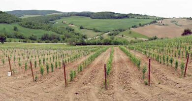 ვენახის გაშენება ლაკდჯფლკასჯდლფ