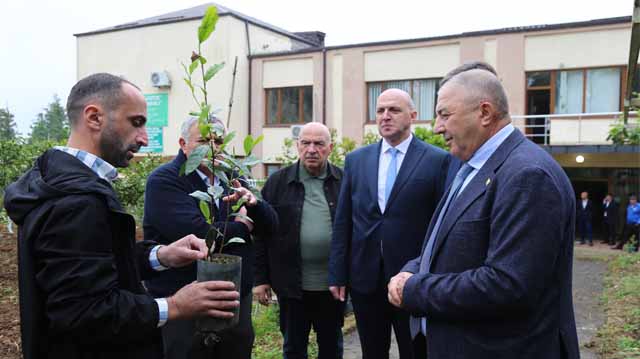 ოზურგეთი ანასეული
