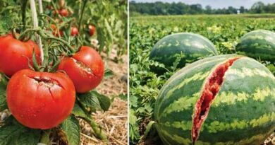 პომიდორი საზამთრო