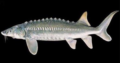 შავი ზღვის ზუთხი