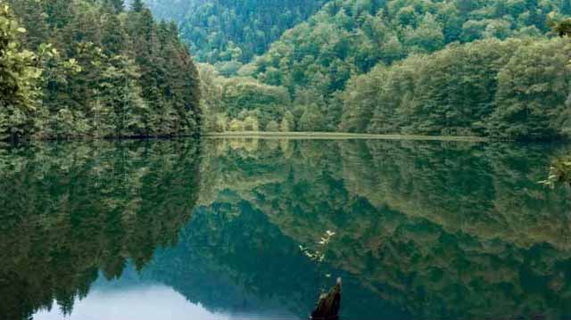 წყალსატევები კობრის გასაზრდელად